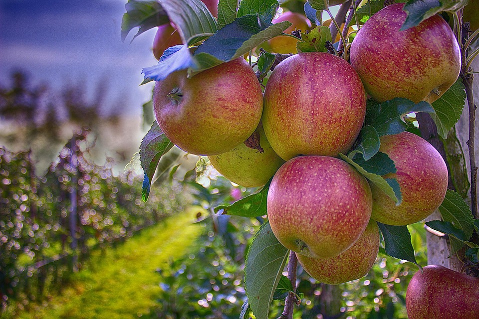 ripe apples hanging off a branch with an orchard in the background