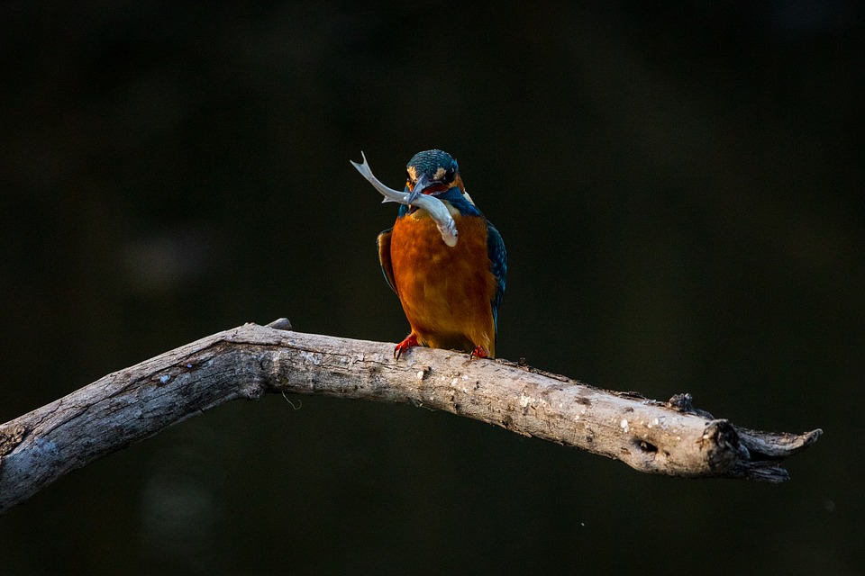 kingfisher on a branch with a small fish in its beak