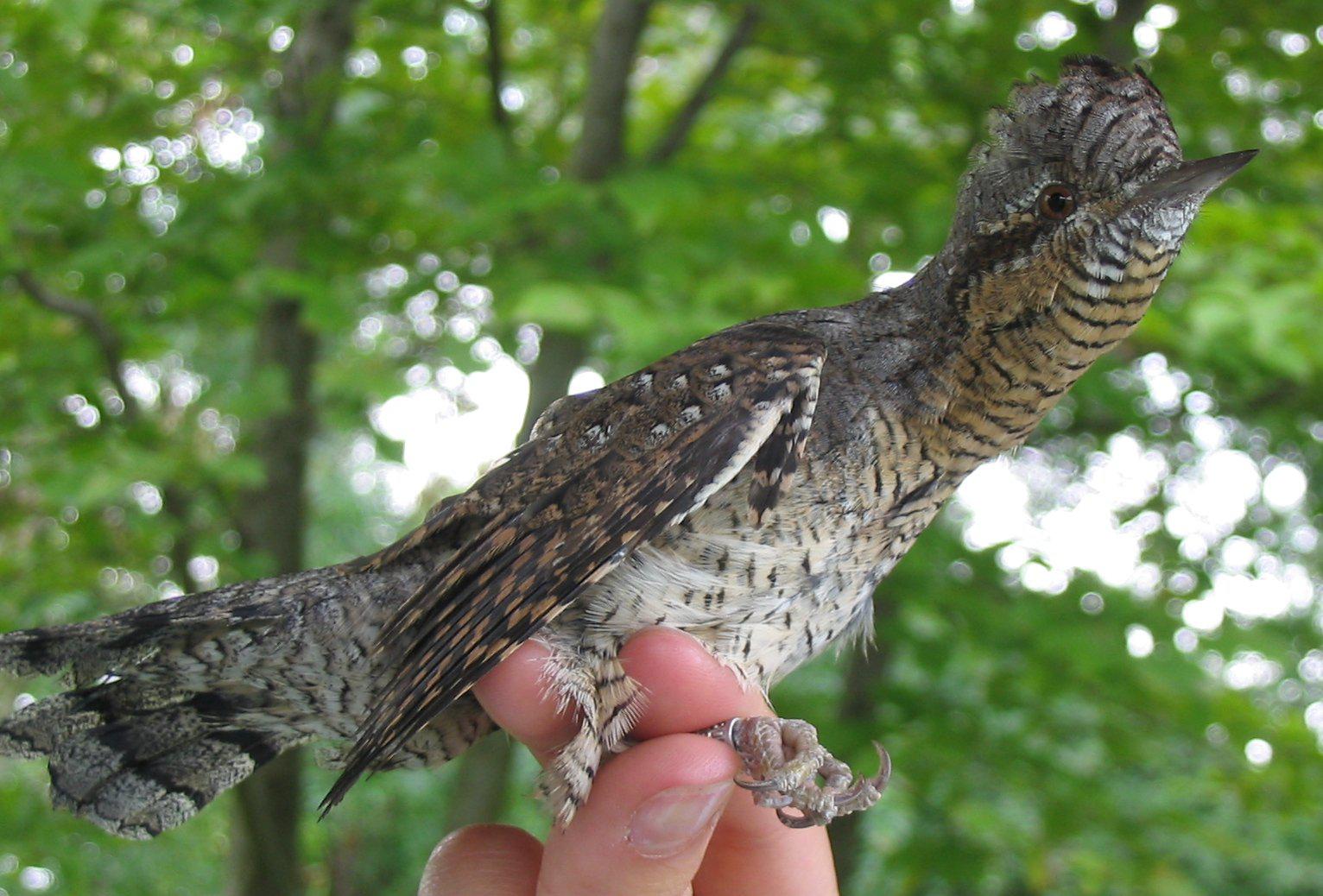 A bird is perched on a hand in an area of woodlands