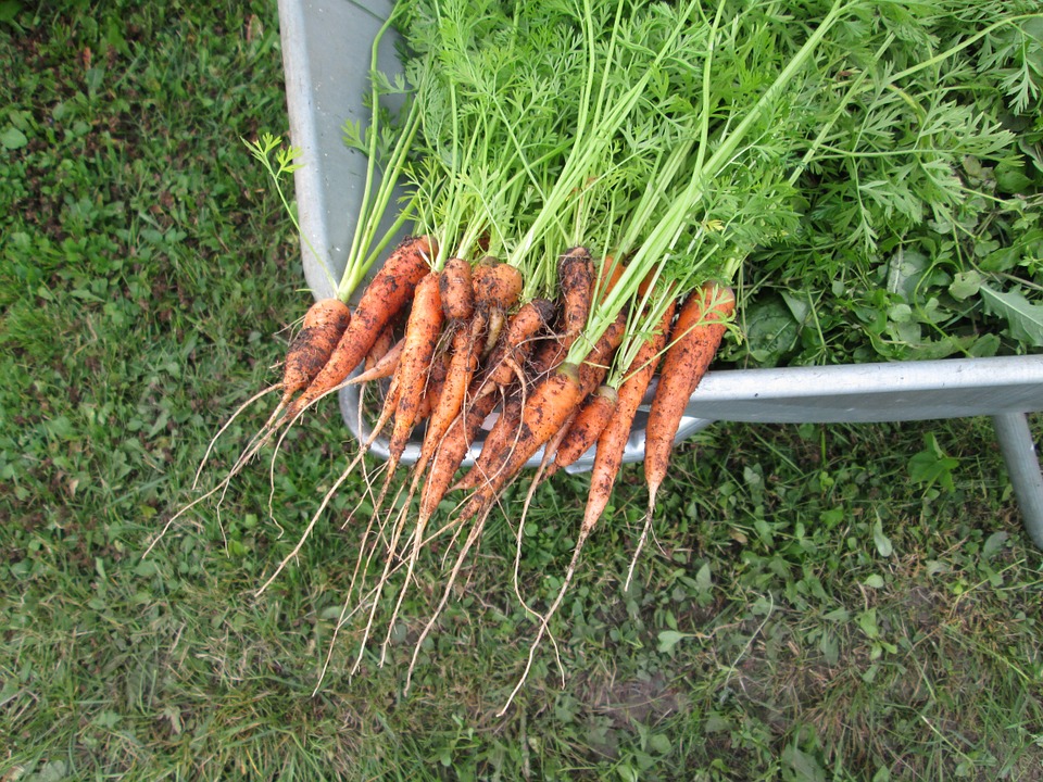 homegrown carrots just out of the soil