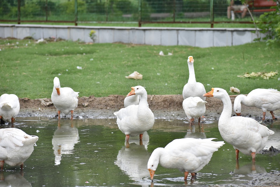 white ducks playing and bathing in a pond