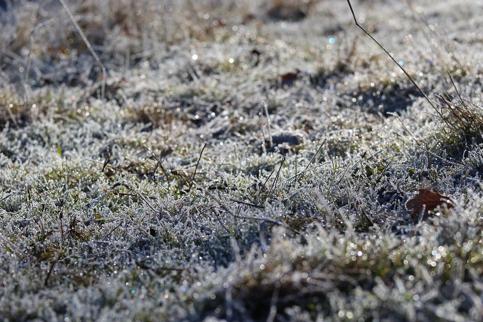 frosty grass