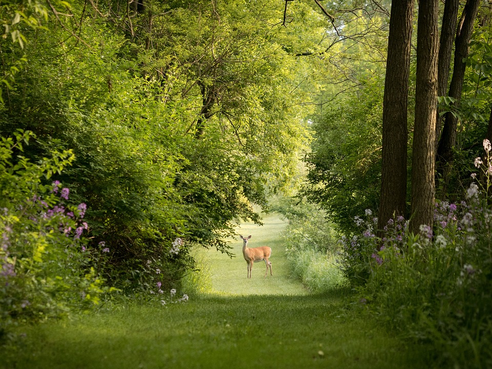 A large green tree and small bush frame a deer in the distance