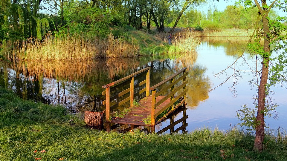 Pond with pier surrounded by green