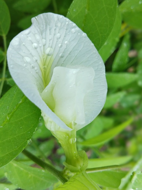 lovely white flower with dew on it