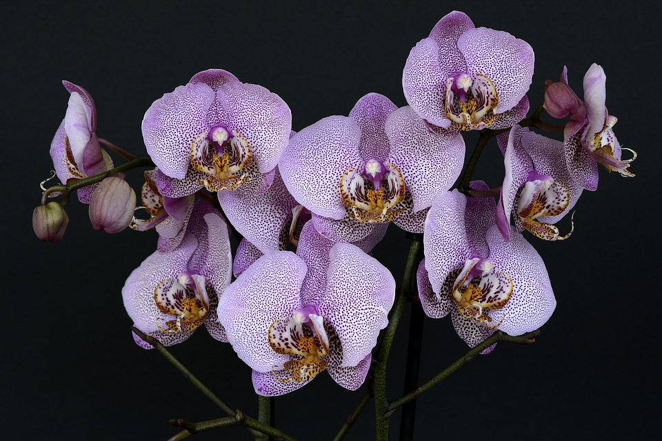 beautiful purple orchids