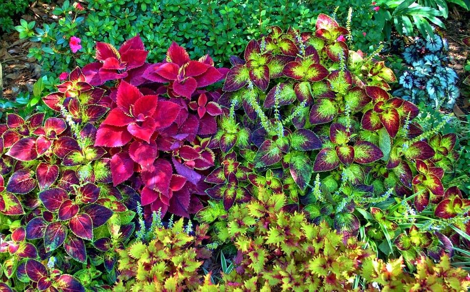 lovely red leaved plants among green leaved plants