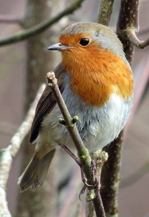 robin on a tree branch