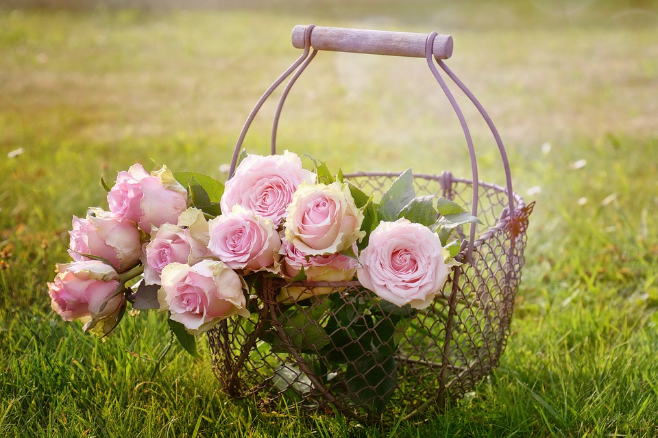 pink roses in a basket on grass in a sunny day
