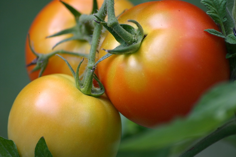 tomatoes close up