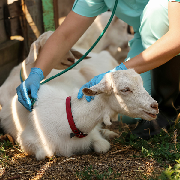 goat-farming-online-course-study-anywhere (1)