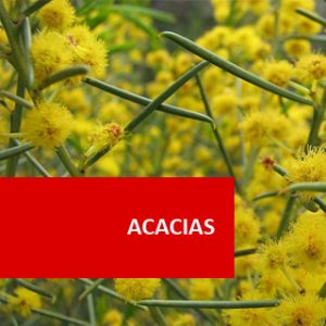Acacias 100 Hours Certificate Course