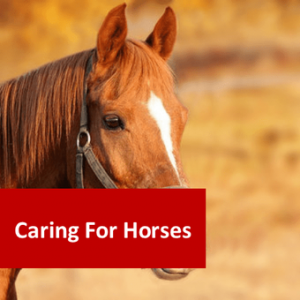 Caring for Horses 20 Hours Certificate Course