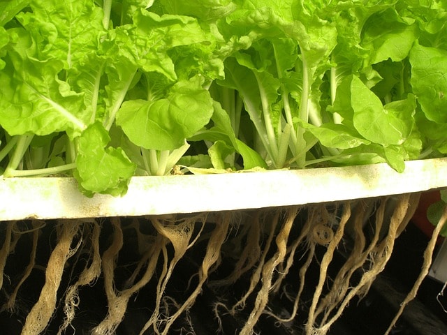 Lettuce being grown using hydroponics