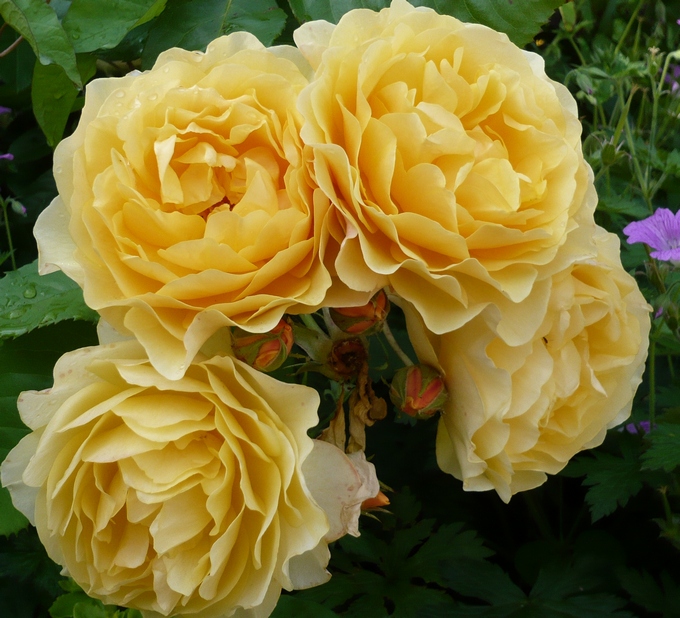 Bunces of yellow roses