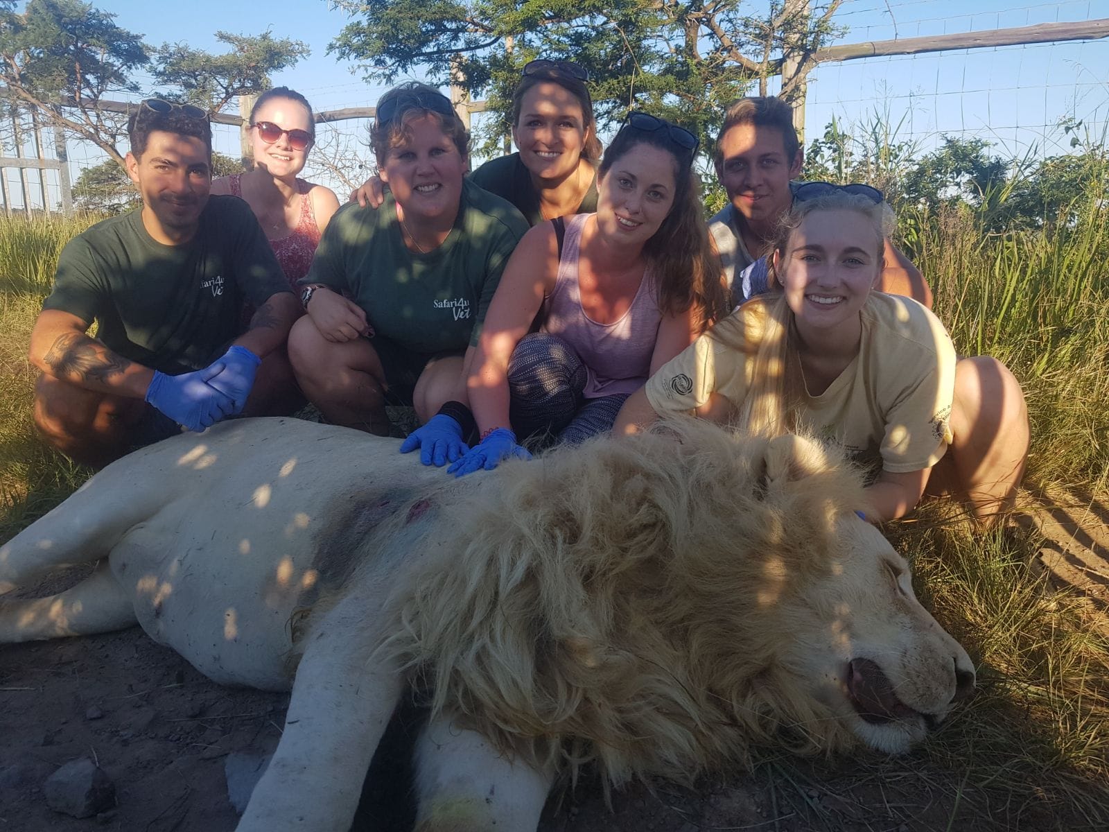 some people around a lion laying on the ground and getting treatment