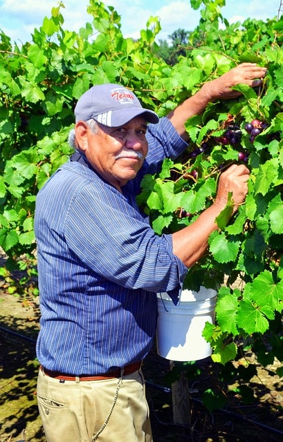 Older man in a cap picking grapes from the vine
