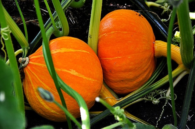 ripe pumpkins