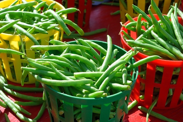 Freshly picked green beans in three baskets coloured yellow, green and red