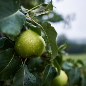 Fruit Production - Temperate Climate 100 Hours Certificate Course - ADL - Academy for Distance Learning