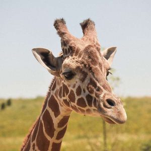 Zookeeping 100 Hours Certificate Course - ADL - Academy for Distance Learning