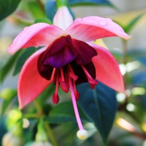 Fuchsias 100 Hours Course - ADL - Academy for Distance Learning