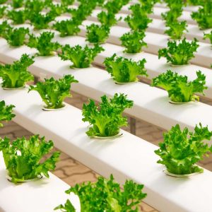 Hydroponics 600 Hours Diploma - ADL - Academy for Distance Learning