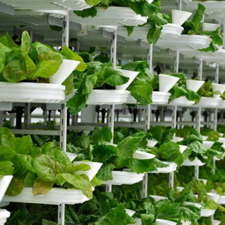 Hydroponics III 100 Hours Certificate Course - ADL - Academy for Distance Learning