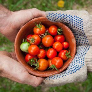 Agricultural Marketing Online Course A bowl of harvested tomatoes