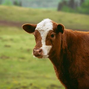 Calf Rearing 100 Hours Certificate Course - ADL - Academy for Distance Learning