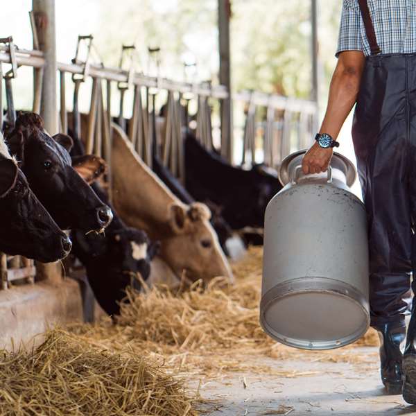 Dairy Cattle 100 Hours Certificate Course - ADL - Academy for Distance Learning