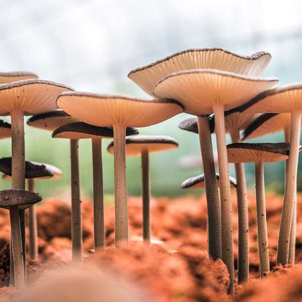 Mushroom Cultivation 100 Hours Certificate Course  - ADL - Academy for Distance Learning