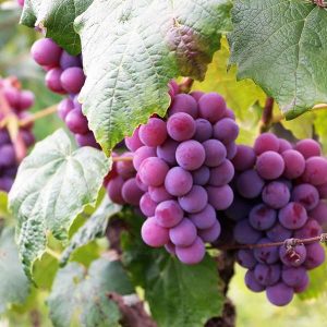 Viticulture 100 Hours Certificate Course - ADL - Academy for Distance Learning