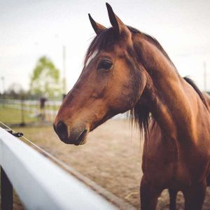 Equine Behaviour 100 Hours Certificate Course - ADL - Academy for Distance Learning
