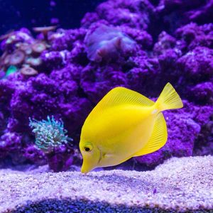 Aquarium Management 100 Hours Certificate Course - ADL - Academy for Distance Learning