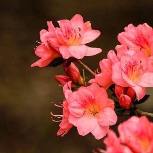 Azaleas & Rhododendrons 100 Hours Course - ADL - Academy for Distance Learning