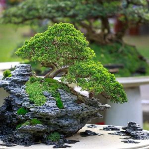 Bonsai 100 Hours Course - ADL - Academy for Distance Learning