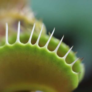 Carnivorous Plants 100 Hours Course - ADL - Academy for Distance Learning