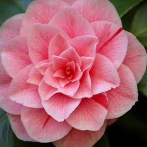 Growing Camellias 100 Hours Course - ADL - Academy for Distance Learning