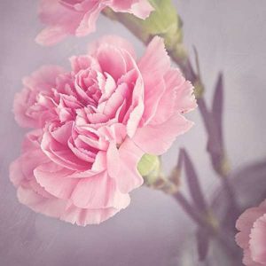 Growing Carnations 100 Hours Course - ADL - Academy for Distance Learning