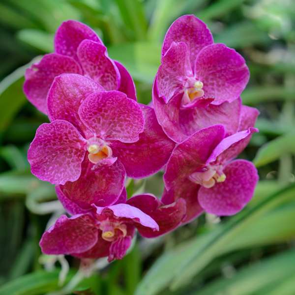 Orchid Culture 100 Hours Certificate Course - ADL - Academy for Distance Learning