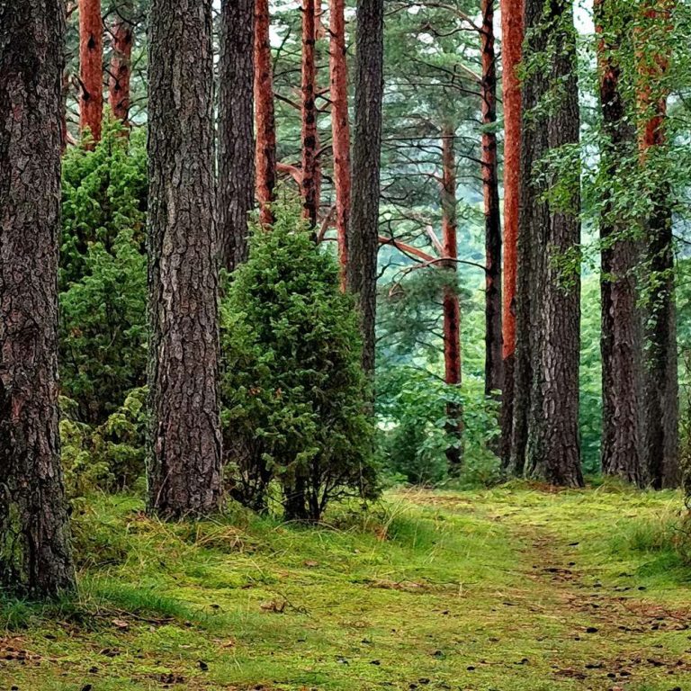 Forestry Foundations Online Course