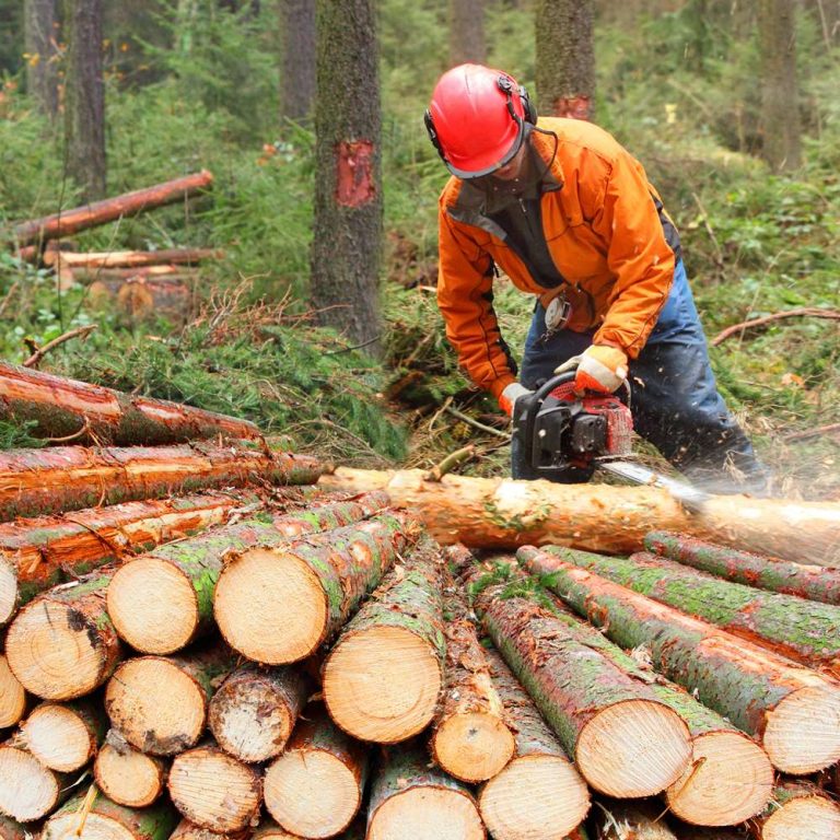 forestry-courses-learn-online (2)