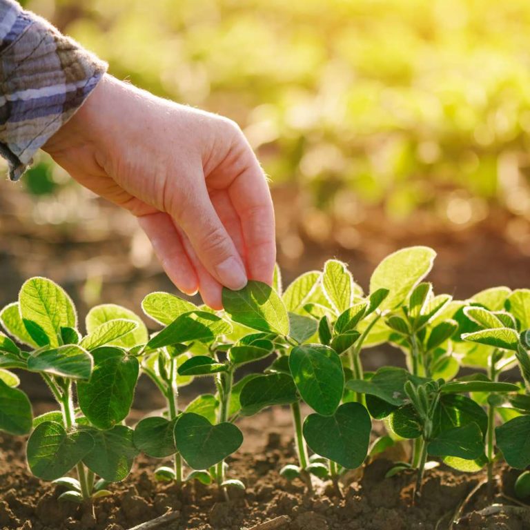 agronomy-4-farming-legumes-online-course-100-hours-certificate (5)