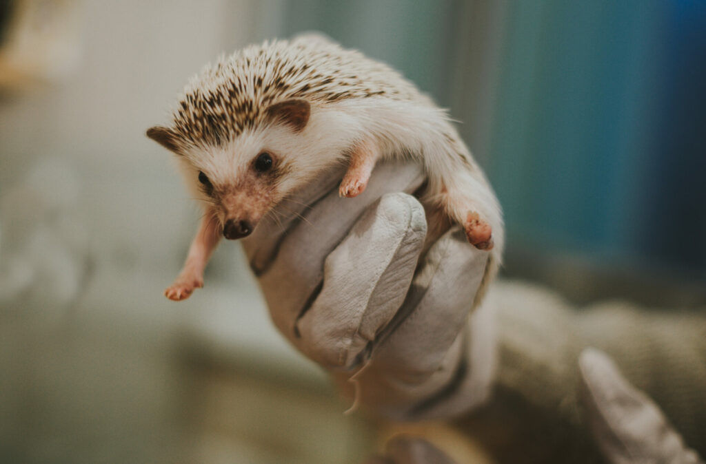 A hibernation helper holds a hedgehog - How to Help Hibernating Animals in Your Garden